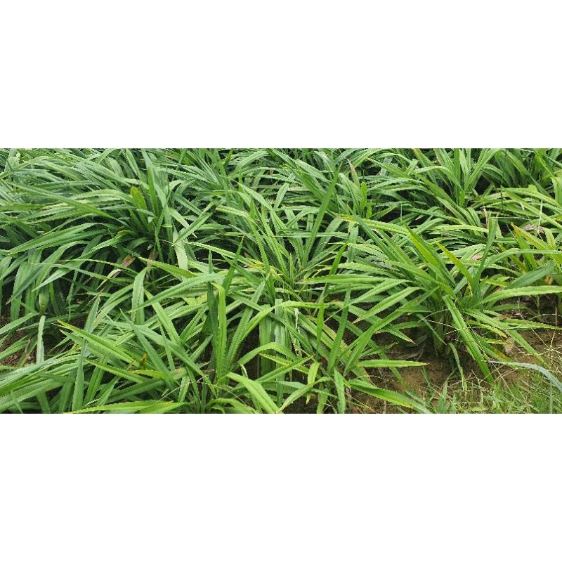 Cây giống hương bài