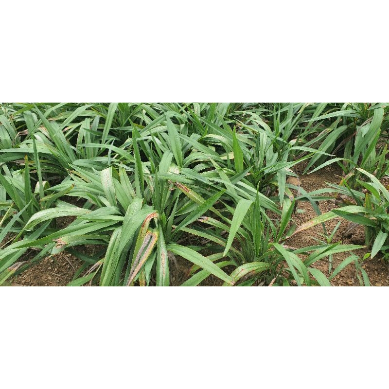 Cây giống hương bài