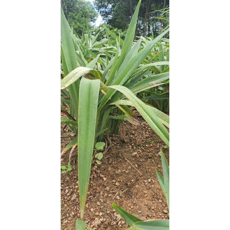 Cây giống hương bài