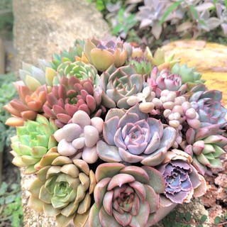Sen đá mini cây sen đá size 3cm cây cảnh trang trí nhà cửa
