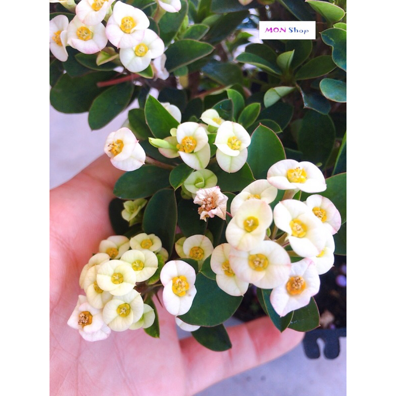 Xương rồng bát tiên mini hoa trắng dễ trồng siêng hoa