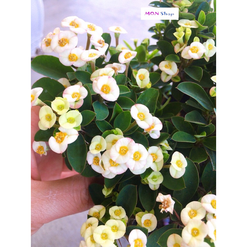 Xương rồng bát tiên mini hoa trắng dễ trồng siêng hoa