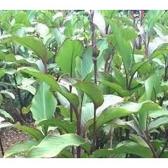 Củ dong riềng giống