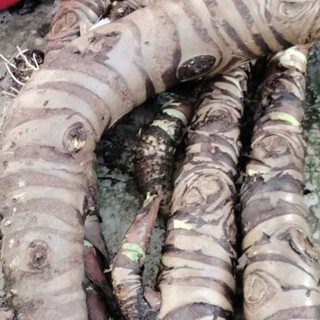 (Combo 5kg) bạc hà núi ( củ ráy rừng) an giang