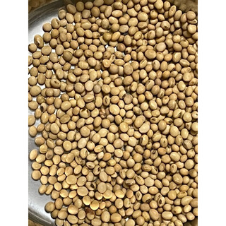 đậu nành đaklak thuần chủng