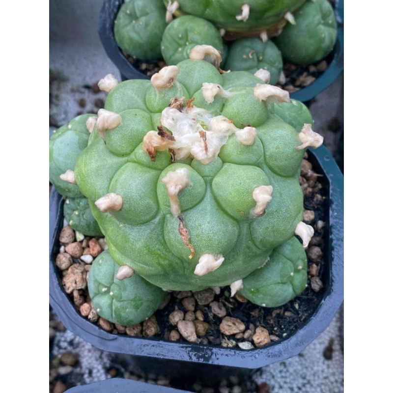 Xương rồng Lopho Diffusa