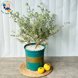 Cây tuyết sơn phi hồng cao 50cm - Cây cảnh ban công, sân vườn đẹp mắt