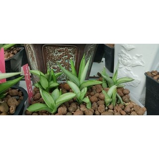 Chậu lưỡi hổ lá tròn, da trắng - Sansevieria Ice Man, Iceman