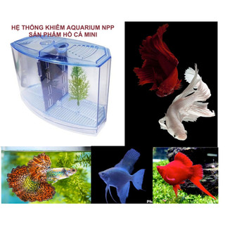 Bể cá betta mini 2 ngăn tháo lắp - Hồ cá betta