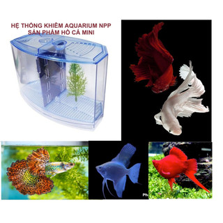Bể cá betta mini 2 ngăn tháo lắp - Hồ cá betta