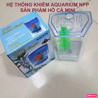 Bể cá betta mini 2 ngăn tháo lắp - Hồ cá betta