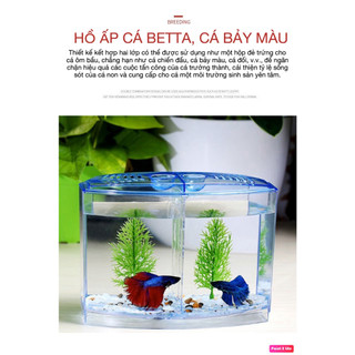 Bể cá betta mini 2 ngăn tháo lắp - Hồ cá betta