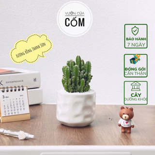 Cây xương rồng thanh sơn để bàn Size nhỏ kèm chậu sứ trắng kíck thước 17 x 7 cm . tặng kèm túi sỏi nhỏ trang trí .