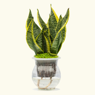Cây lưỡi hổ - lưỡi hổ trồng thủy sinh cao 25cm sức sống mãnh liệt mang phong thủy tốt