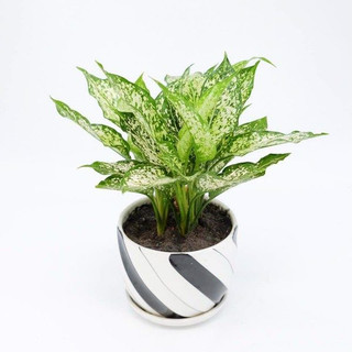 Cây ngọc ngân - ngọc ngân trồng chậu sứ Cao 30cm để bàn cực đẹp hợp phong thủy