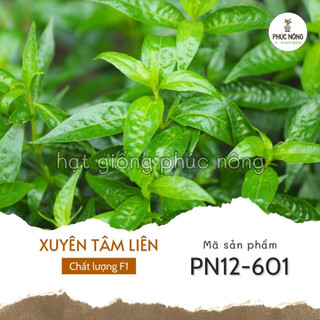Hạt giống cây xuyên tâm liên - 50 hạt