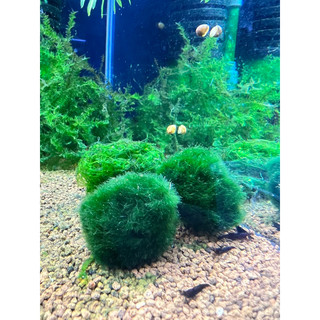 Cầu rêu Moss Ball trang trí hồ thuỷ sinh