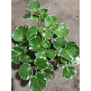Đinh lăng thái lá cẩm thạch