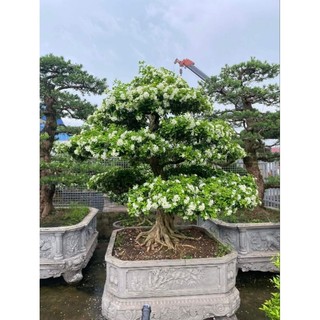 Cây nguyệt quế. gửi cây như hình 2