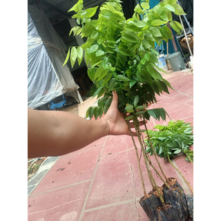 Combo 10 Cây Sưa Đỏ Cao 30- 50Cm