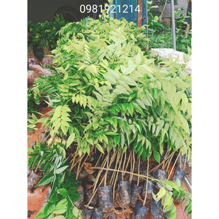 Combo 10 Cây Sưa Đỏ Cao 30- 50Cm