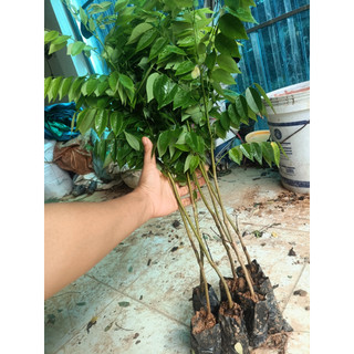 Combo 10 Cây Sưa Đỏ Cao 30- 50Cm