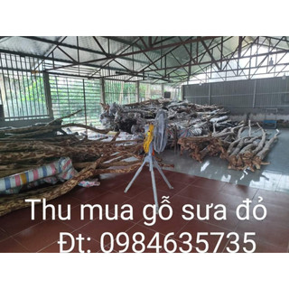 Combo 10 Cây Sưa Đỏ Cao 30- 50Cm