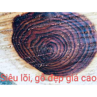 Combo 10 Cây Sưa Đỏ Cao 30- 50Cm