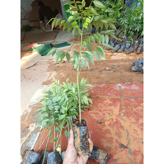 Combo 50 Cây Sưa Đỏ Cao 40cm [ có lẻ cây]