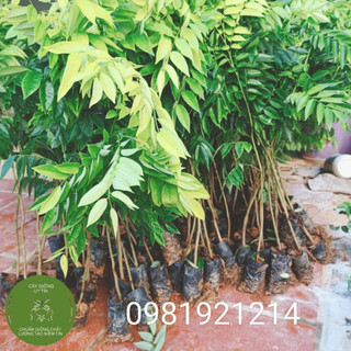 Combo 10 cây sưa đỏ cao 30- 50cm
