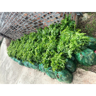 Combo 50 Cây Sưa Đỏ Cao 40cm [ có lẻ cây]