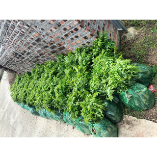 Combo 50 Cây Sưa Đỏ Cao 40cm [ có lẻ cây]