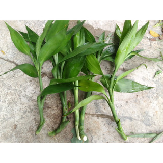 Cây phát tài