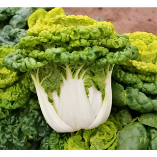 Hạt giống cải bẹ Golden Bok Choy - tỷ lệ nảy mầm 90%