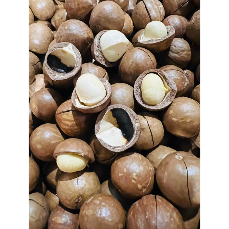 500g Mắc ca sấy nứt size NHỎ nhà vườn Đắk Lắk (kèm dụng cụ khui hạt)