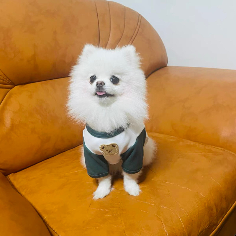 Áo thun 2 chân thoáng mát cổ gấu cho chó mèo