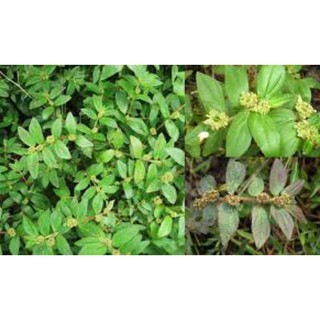 vú sữa đất  tươi ( cây cỏ sữa lá to ) 1kg