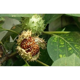 Hạt cà độc dược khô 100g