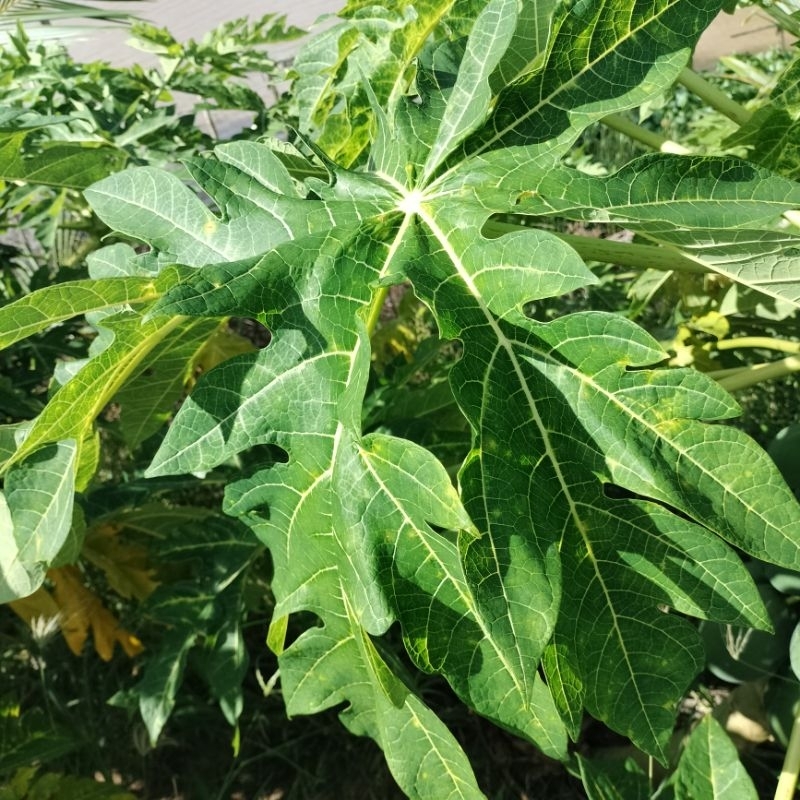 Lá Đu Đủ tươi/ sấy khô .. tự nhiên