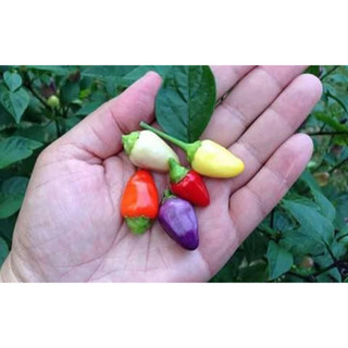 30 Hạt - Hạt giống ớt kiểng tròn ngũ sắc