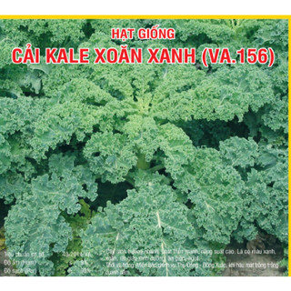 Hạt giống cải kale xoăn xanh gói 200