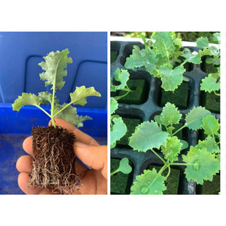 Hạt giống - 5 Cây Cây giống cải Kale cây vỉ chỉ gửi gần Hà Nội