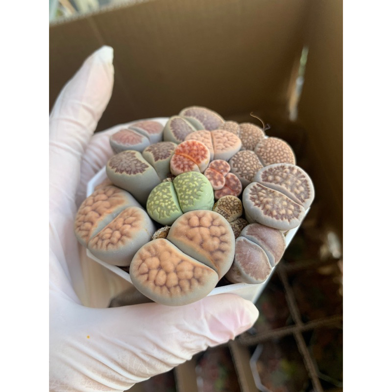 Chậu sen mông mix vân hiếm,cây đôi nhiều màu sắc