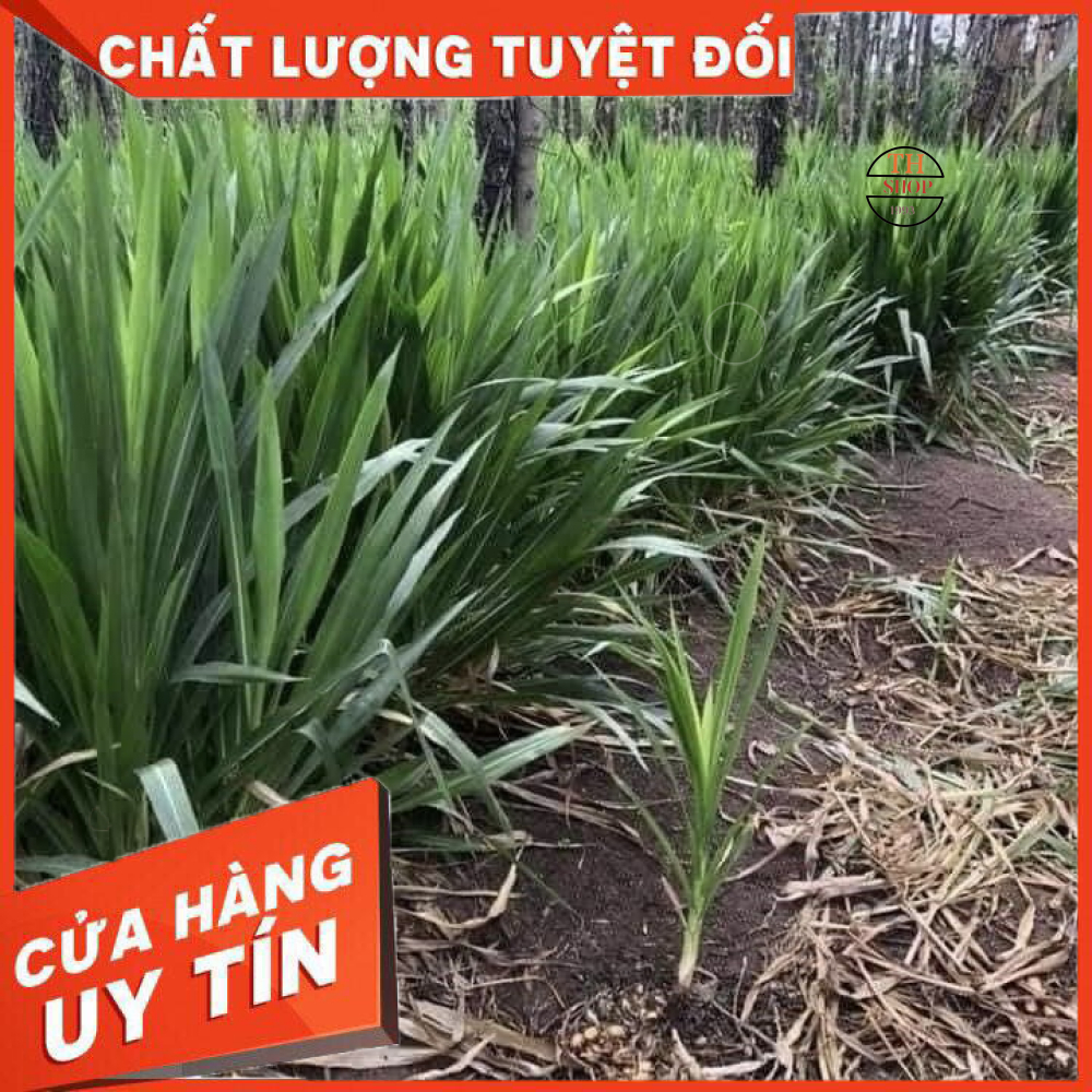 Hom Giống Cỏ Voi Lùn- Cỏ sữa Đài Loan