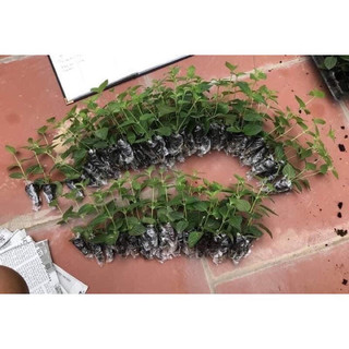 Hoa Ngũ Sắc kép (1 bầu cây)kèm phân