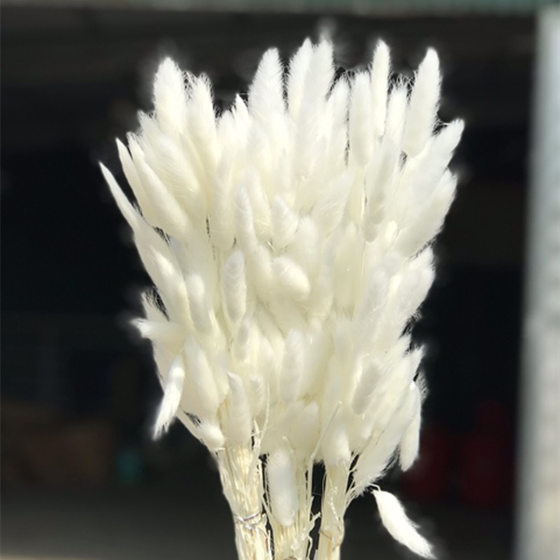 Cỏ Đuôi Thỏ Trắng Trang Trí Bàn, Cắm Hoa