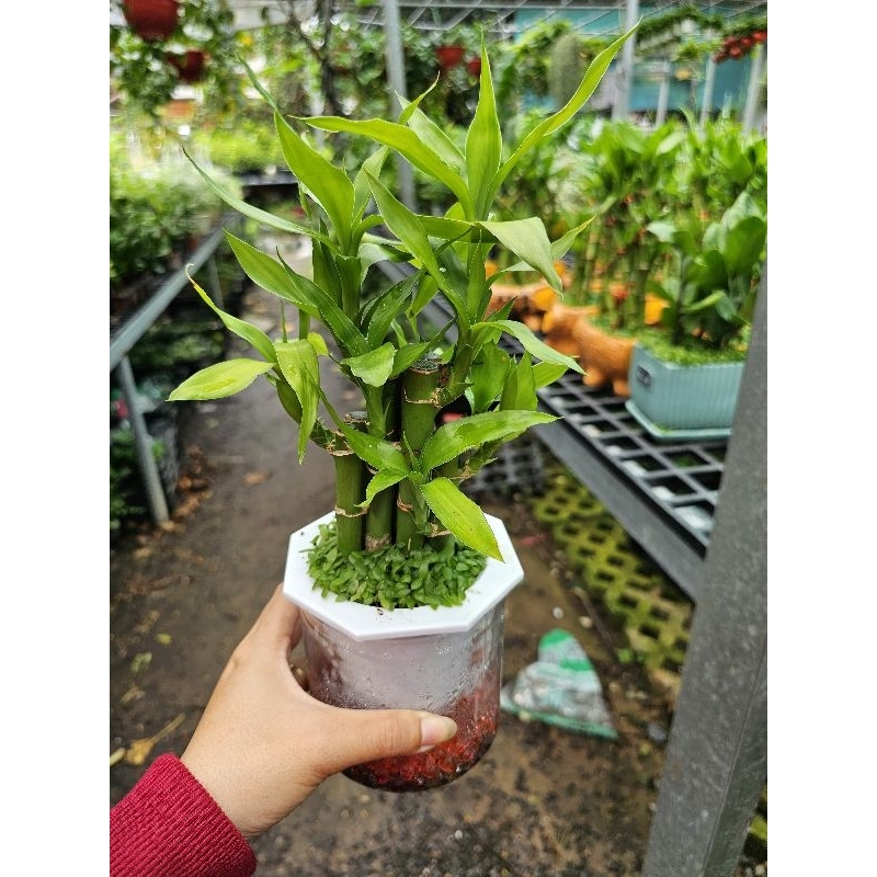Phát tài thủy sinh