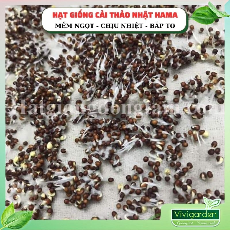 Gói 2gr  Hạt giống bắp cải thảo Nhật Hama giống nhập Đồng Tâm ruột vàng bắp to đẹp ăn mềm ngọt