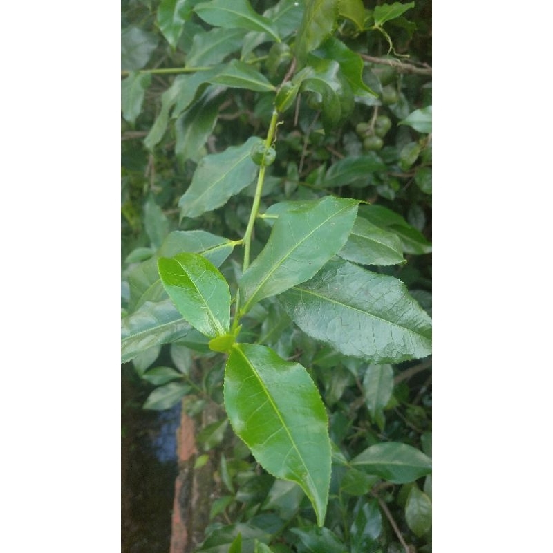 Lá chè xanh tươi