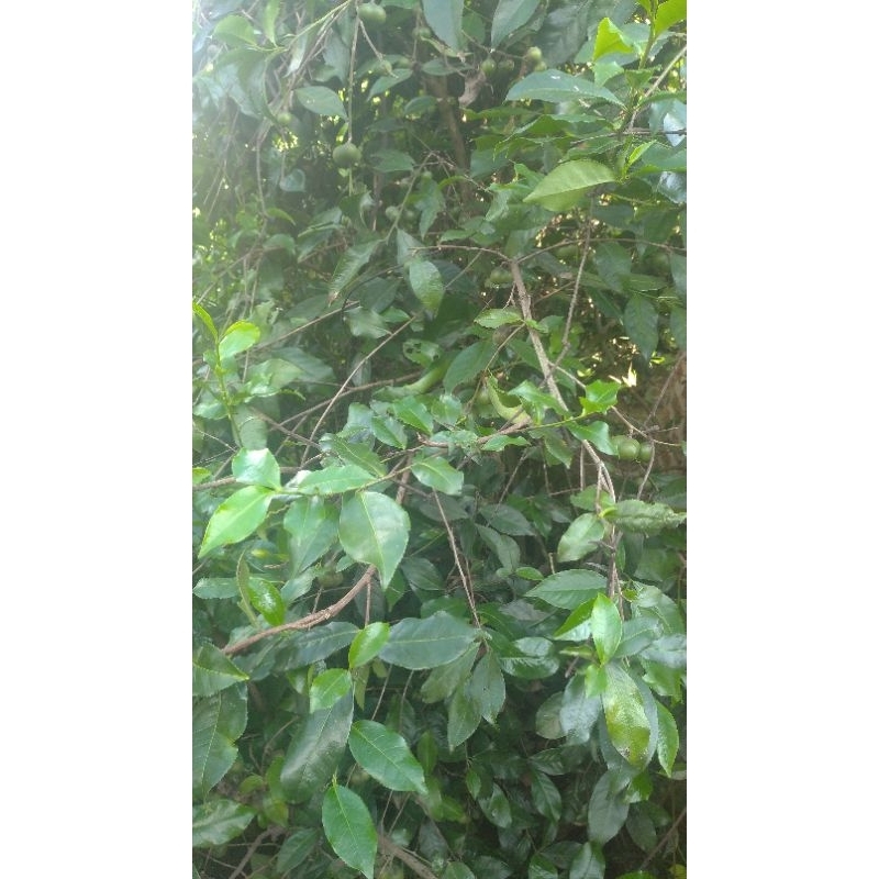 Lá chè xanh tươi